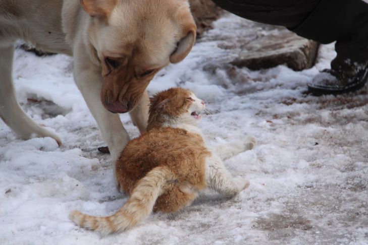 собака и кошка