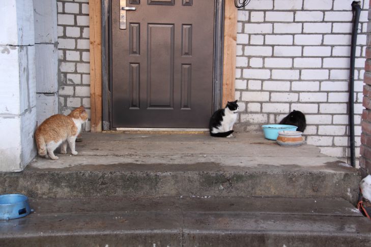 Почему кошка трётся о дверь: не просто привычка, а способ общения кошка