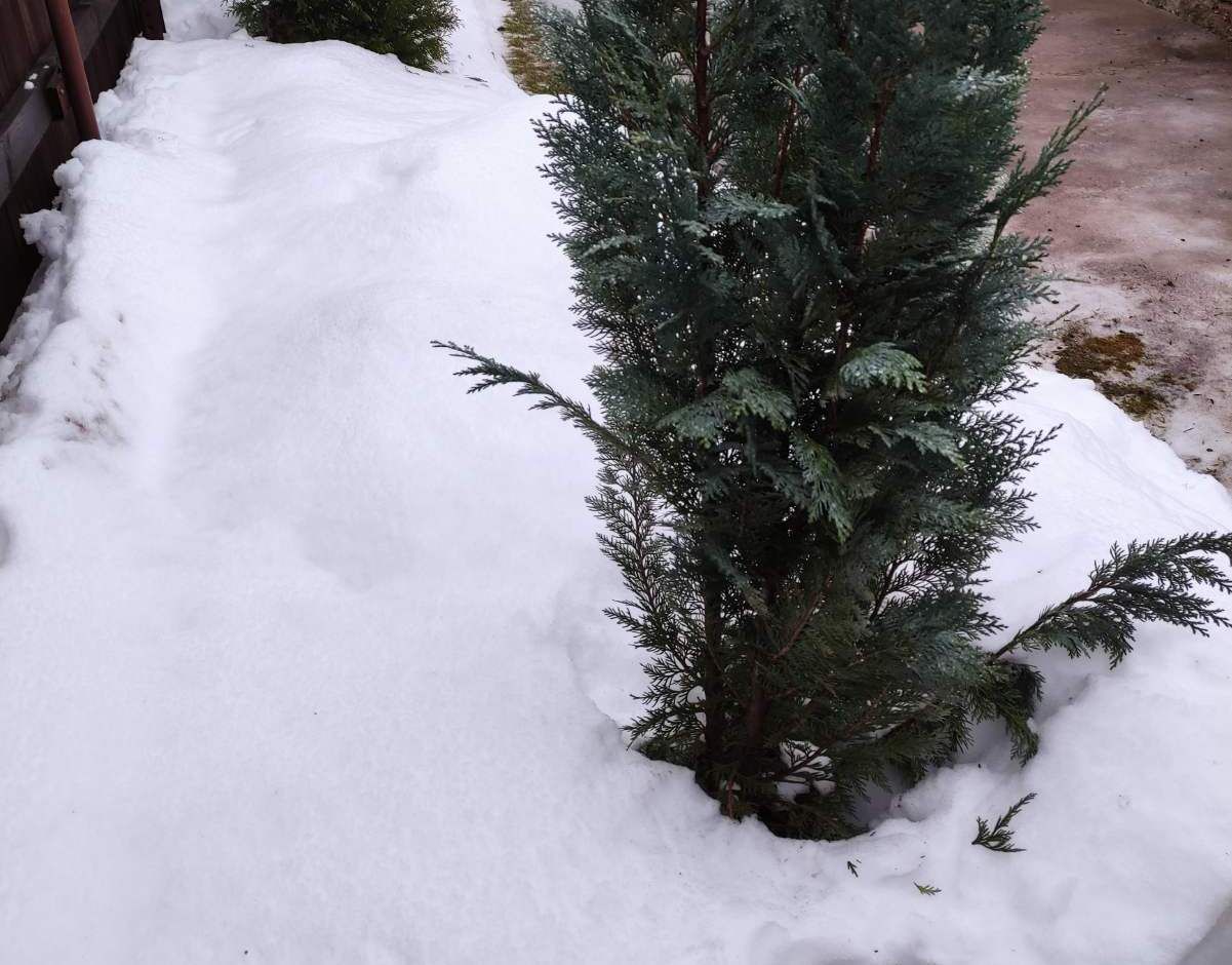 Зачем обматывать тую на зиму: и почему иногда это только вредит туя