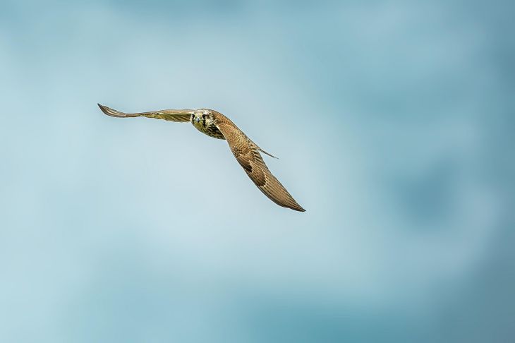 Какое животное является самым быстрым хищником на планете? Ответ неожидан сапсан