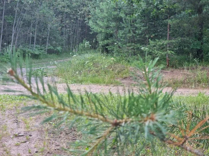 Сколько территорий Беларуси покрыто лесом: Белстат рассказал в преддверии Дня работников леса Лес