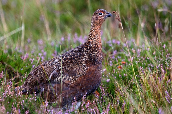 Сезон охоты на рябчика и серую куропатку в Беларуси: когда открывается и сколько продлится Рябчик