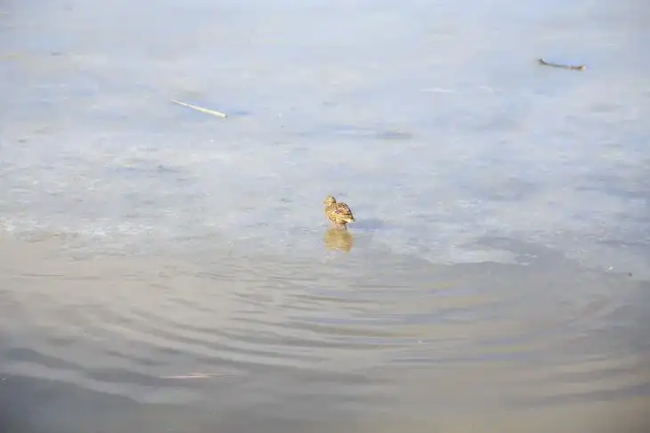 Количество утонувших в Беларуси за 8 месяцев 2025 года уменьшилось на 26,6%: информация от МЧС Вода