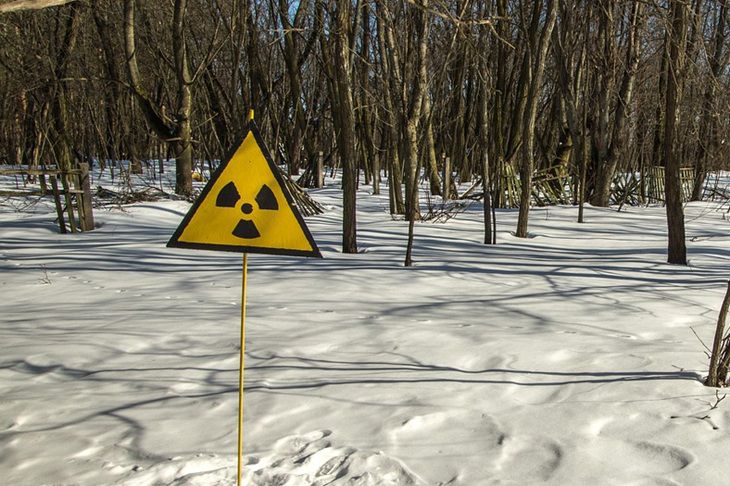 Загадка «синих» собак Чернобыля: химикаты или наследие катастрофы Знак