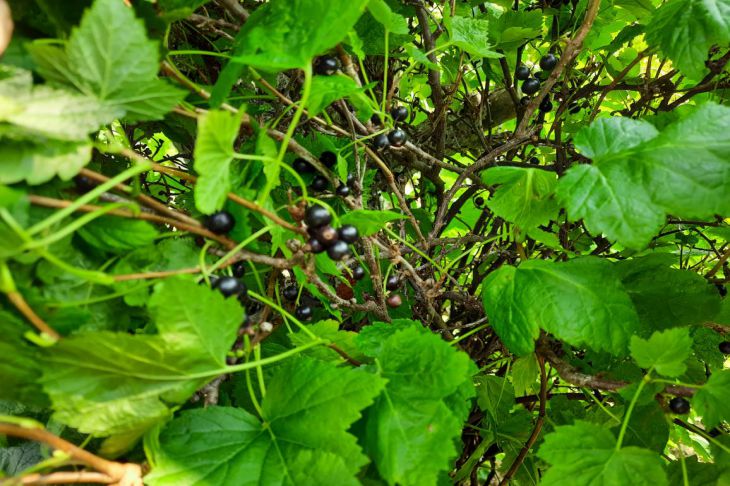 Какой запах не переносят все виды тли: распылите этот настой, и они исчезнут за час смородина