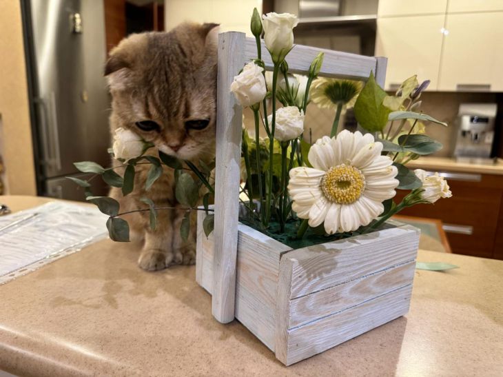 Почему коты мурлыкают, когда сами болеют: оказывается, это способ самолечения кот