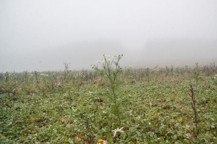 Опасное растение на полях: прокуратура заставила навести порядок борщевик