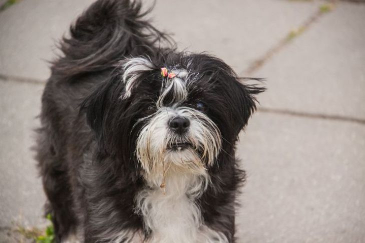 Почему собака виляет хвостом, когда вы грустите: они считывают наши эмоции на уровне химии собака