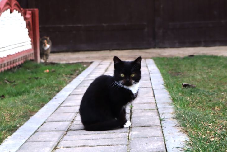 Почему ваша кошка перебегает вам дорогу: это не суеверие, а важный сигнал кошка