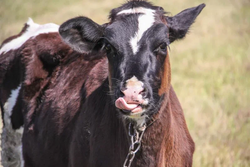 Махинации в сельском хозяйстве: руководитель занимался «приписками» Корова