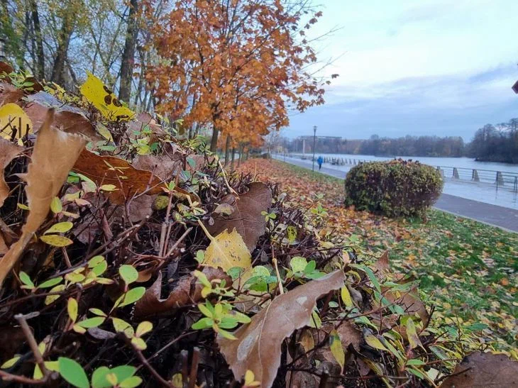 Какой сегодня праздник: 29 октября 2025 года Листья