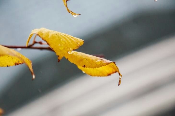 Почти всю Беларусь накроют дожди: сухой 29 октября останется только одна область Листья