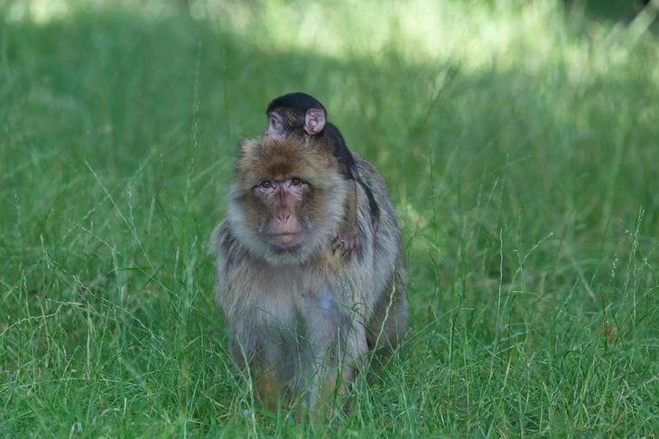 В США опасные обезьяны сбежали из грузовика после ДТП: у них коронавирус, гепатит и герпес Обезьяны