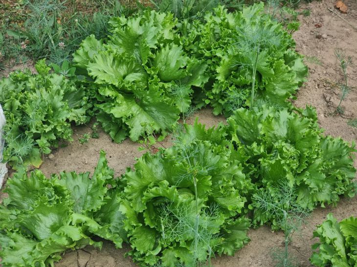 Почему салат становится невкусным после редьки: как острые корнеплоды влияют на соседей будущего года салат