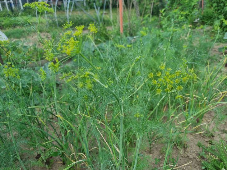 Какая культура оставляет после себя «пробку» в почве: почему за укропом должен идти только картофель укроп
