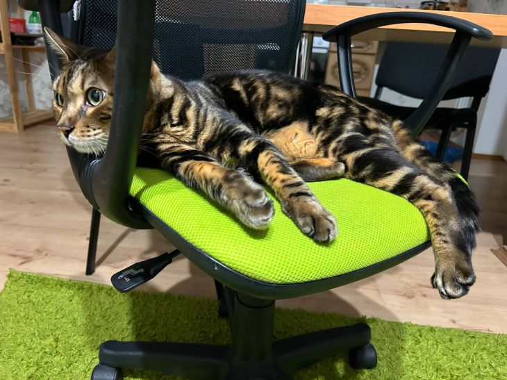 Почему мои коты не спят по ночам: наблюдения владельца кот