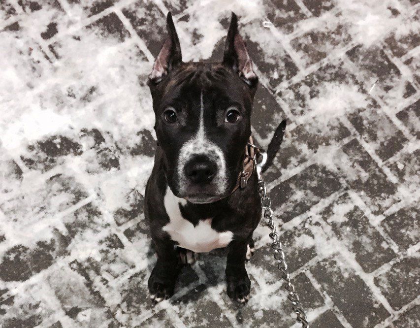 Как собаки распознают плохих людей: эксперименты подтвердили их врожденную способность собака