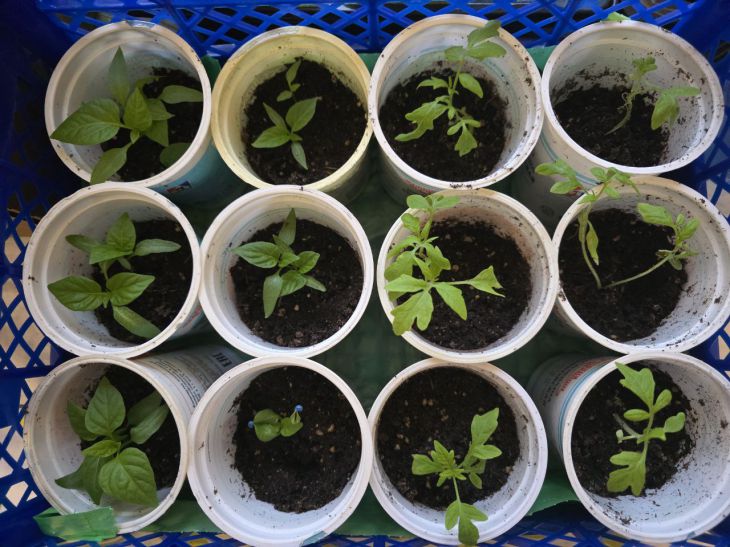 Зачем поливать рассаду дрожжевой водой: эффект, который виден уже через 3 дня рассада