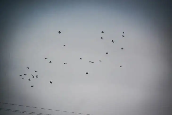 В Беларуси заметили новый вид птиц: комментарий орнитологов Птицы