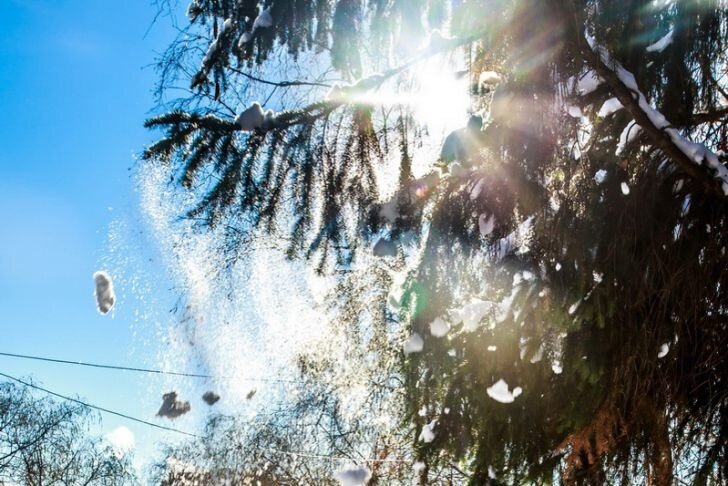 Зима пришла окончательно? Белгидромет рассказал о погоде в Беларуси последней недели ноября Елка