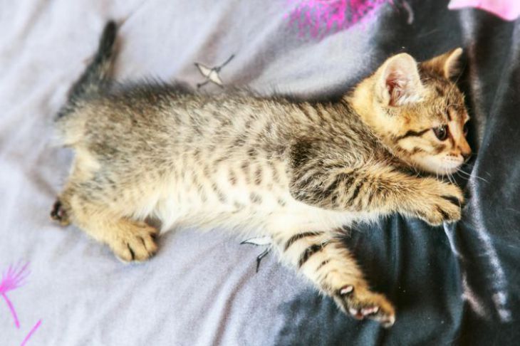 Почему ваша кошка мурлычет не от удовольствия: скрытые сигналы, которые должен знать каждый хозяин кот