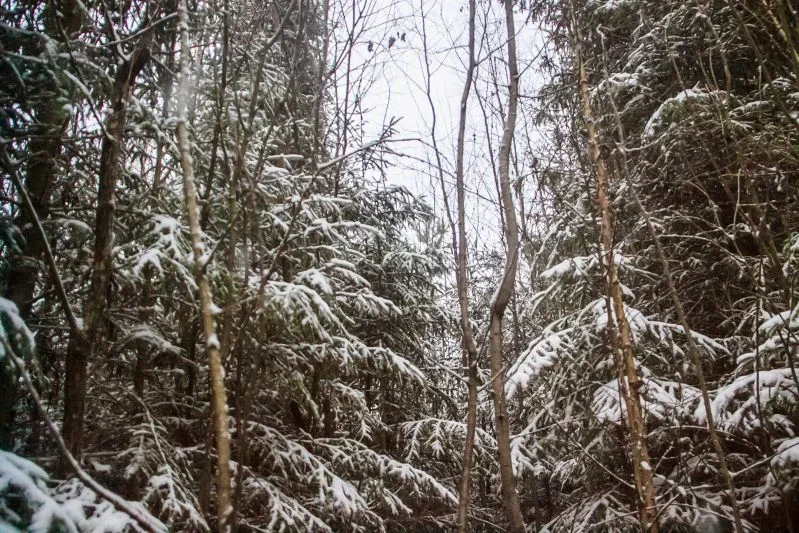 Правила охоты изменят в Беларуси: чем теперь будут заниматься егеря Лес