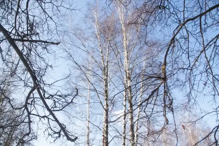 Какой сегодня праздник: 10 ноября 2025 года Деревья