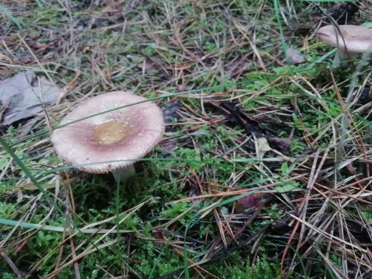 Радиация зашкаливала: грибы из этого района Беларуси «фонили» в 82 раза сильнее допустимого Гриб