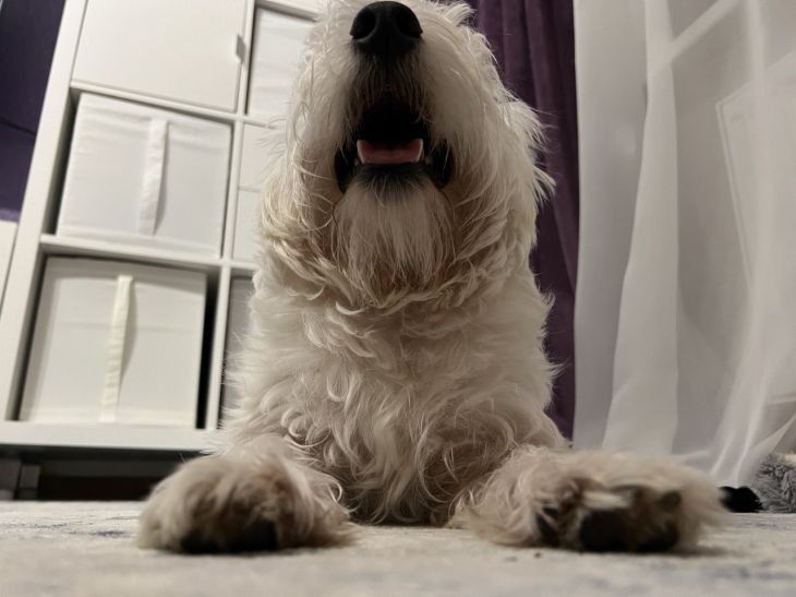 Почему собака копает пол перед сном: ученые нашли причину древнего ритуала собака