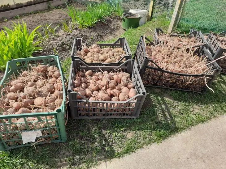 Как получить два урожая картофеля за сезон: рискованная технология для продвинутых картошка