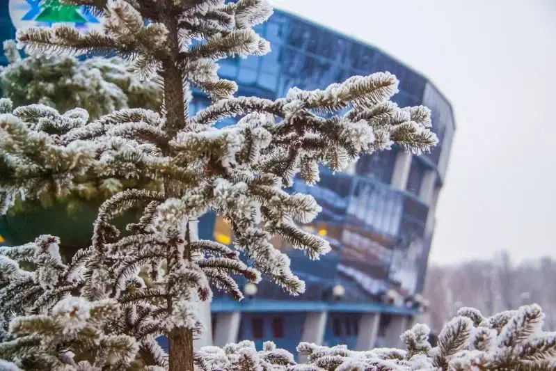 Белгидромет предупреждает об изменении погоды: утром и днем ожидаются осадки Елка