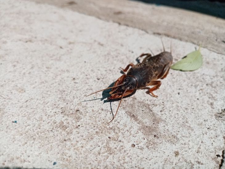 Почему медведка обходит стороной грядки с овсом: культура-защитник, которую стоит посеять по периметру медведка