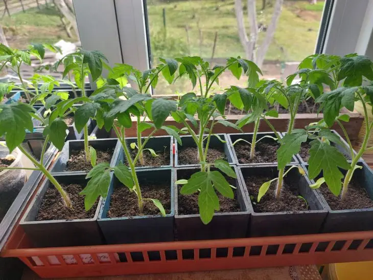 Как определить, чего не хватает томатам по цвету листьев: подробная инструкция помидоры