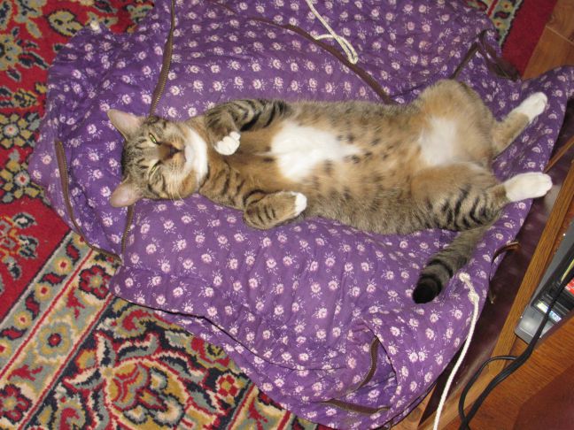 Как приучить кота к переноске без стресса: 5 советов кошка