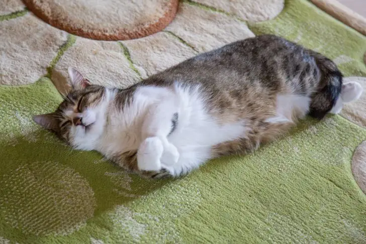 Сколько на самом деле часов в сутки спят кошки: правда заставит вас завидовать кошка