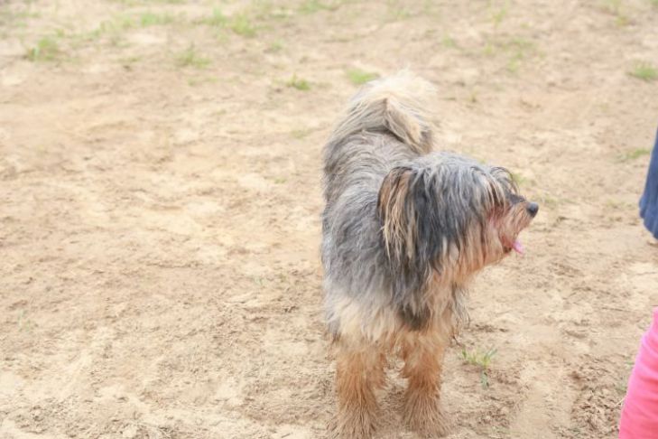 Зачем пёс «танцует» перед прогулкой: ученые нашли объяснение собака