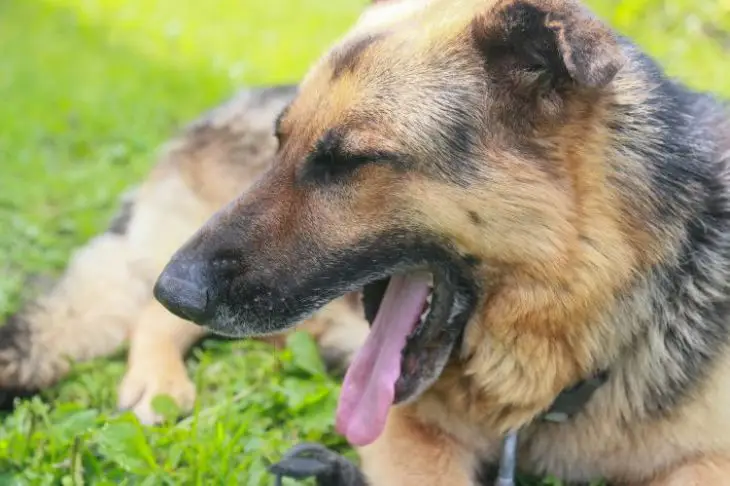 Зачем собаки облизывают лицо хозяина: жест не только любви, но и скрытого напряжения