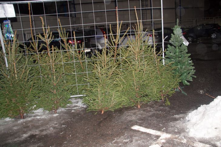 В Брестской области скоро заработают елочные базары: где можно купить ель