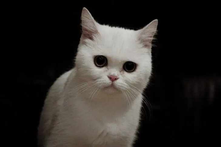 Старейшая кошка мира отметила 30-летие: а кто абсолютный рекордсмен Кошка