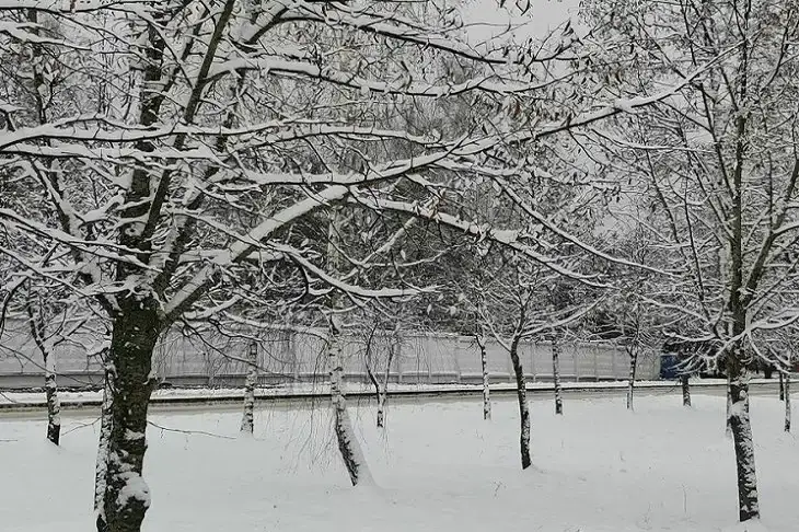 Какой сегодня праздник: 15 декабря 2025 года Деревья