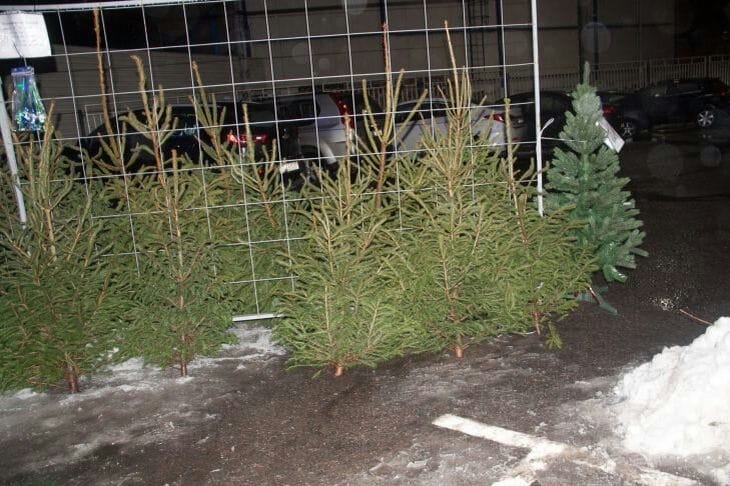 Цены – ниже рыночных: где в Минске будут работать елочные базары от белорусских лесхозов Елки