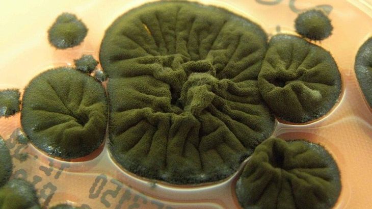 В Чернобыле обнаружили черный гриб. Он питается радиацией грибы