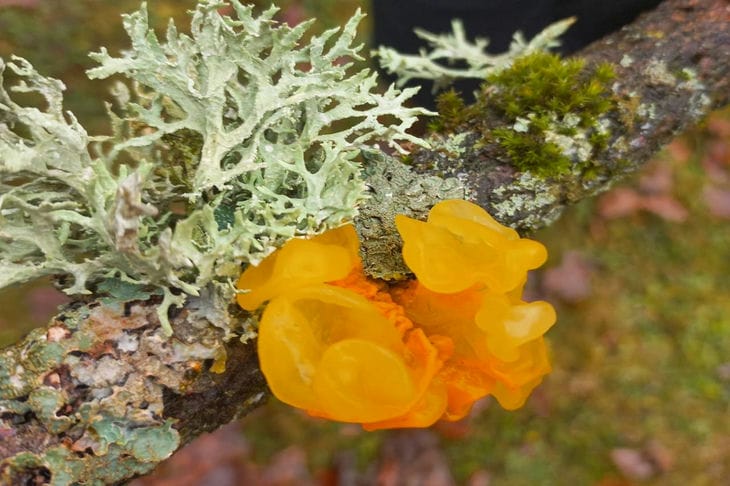 «Дрожалка оранжевая»: в Беловежской пуще нашли необычные грибы – у нас их не едят, а в Китае варят из них супы Гриб