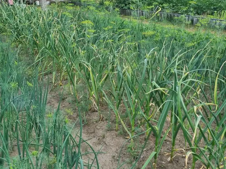 Почему озимый чеснок желтеет весной: и чем полить, чтобы исправить ситуацию за 2 дня чеснок