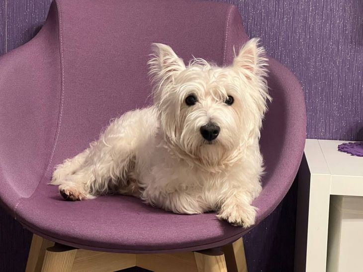 Что чувствует собака, когда вы уходите на работу: камеры скрытого наблюдения показали правду собака