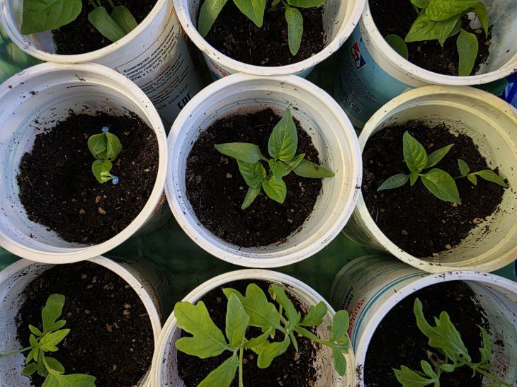 Зачем поливать рассаду водой из аквариума: живая подкормка, которую обожают все растения рассада