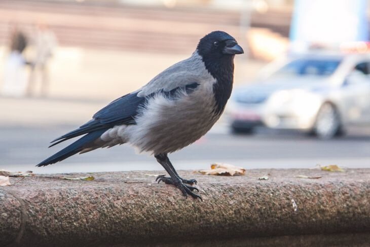 Обиженный на преподавателя минчанин издевался над птицами: экспертиза подтвердила психическое расстройство, но признала его вменяемым Птица