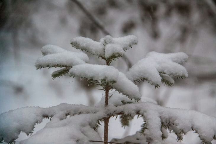 Какой сегодня праздник: 18 декабря 2025 года Снег
