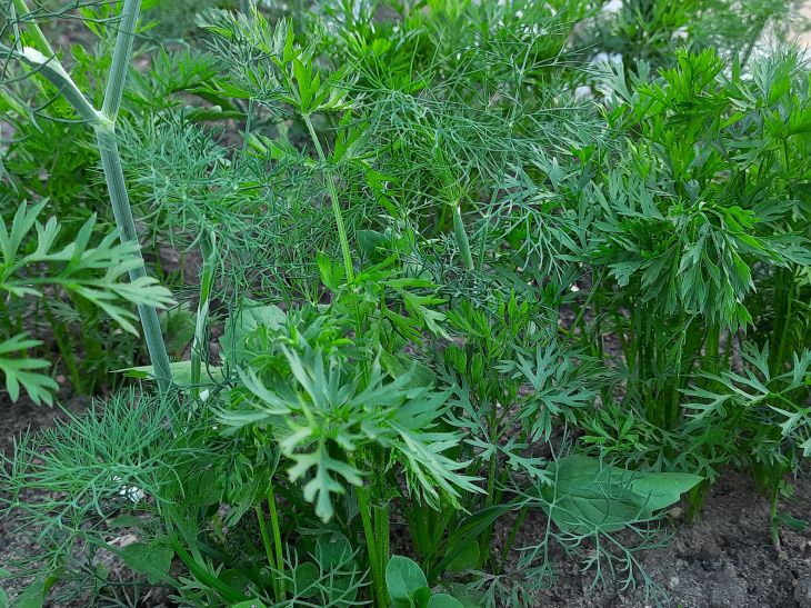 Почему нельзя сажать морковь после фасоли: правда о почве Морковь