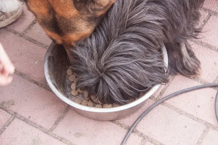 Когда стоит менять корм собаке: секрет правильного ухода корм